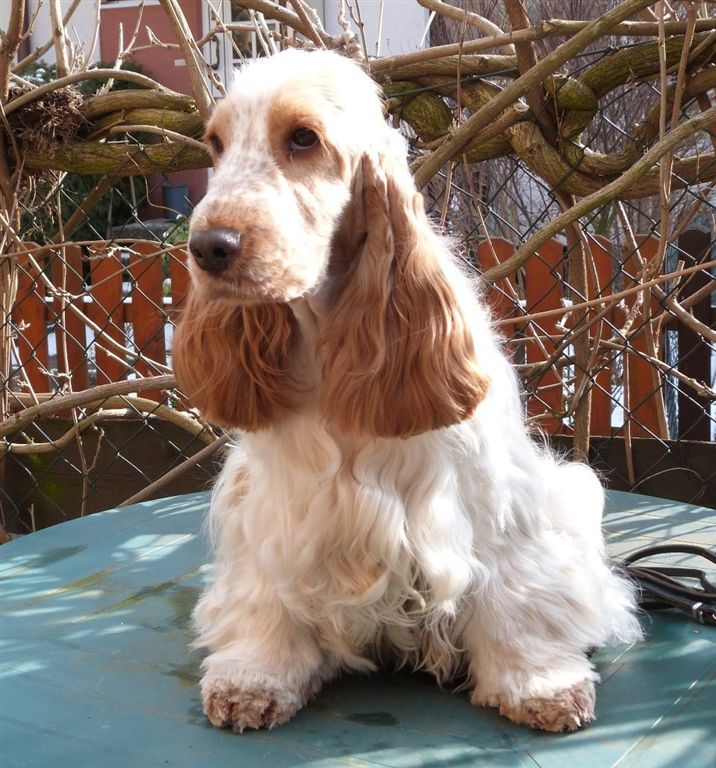 King´s Cocker Spaniels